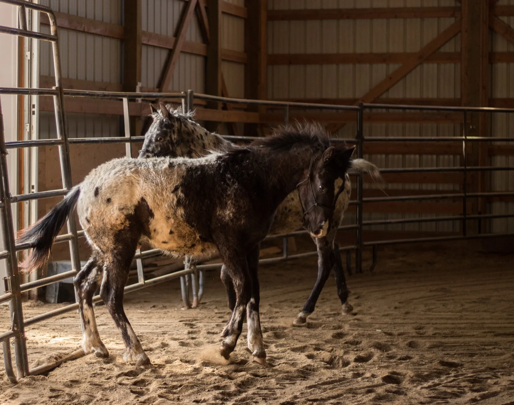 Western Pleasure Guest Ranch Horses