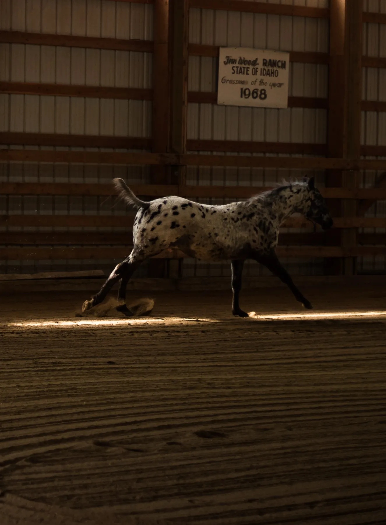 Appaloosa Colt The King of Hearts