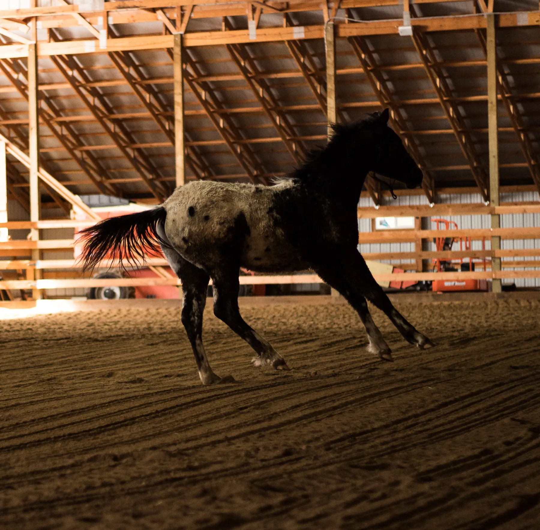 Appaloosa Colts at Play