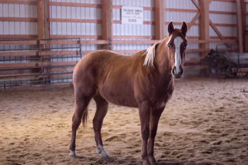 Fudsy Western Pleasure Guest Ranch Horses