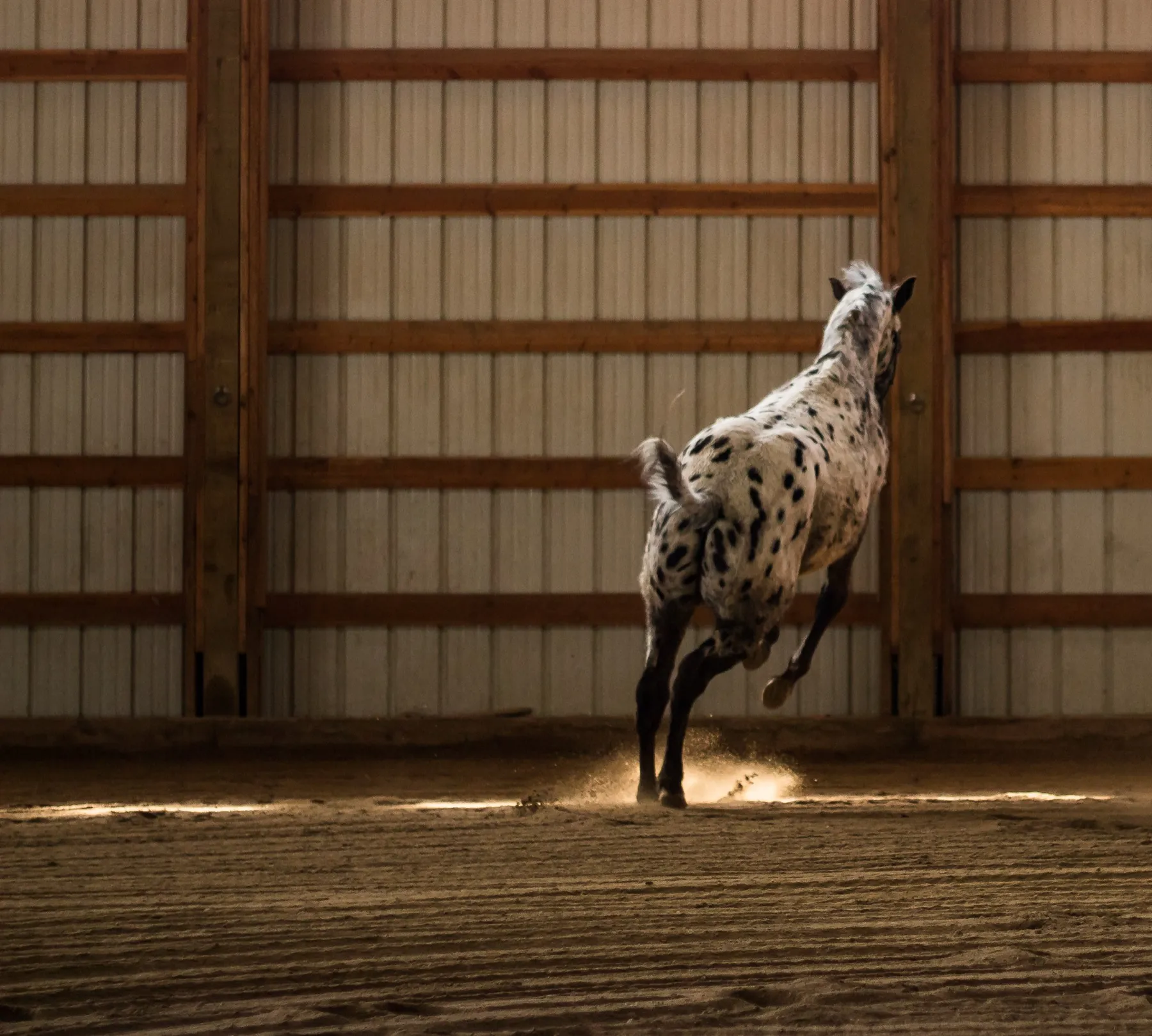 Appaloosa Colt The King of Hearts