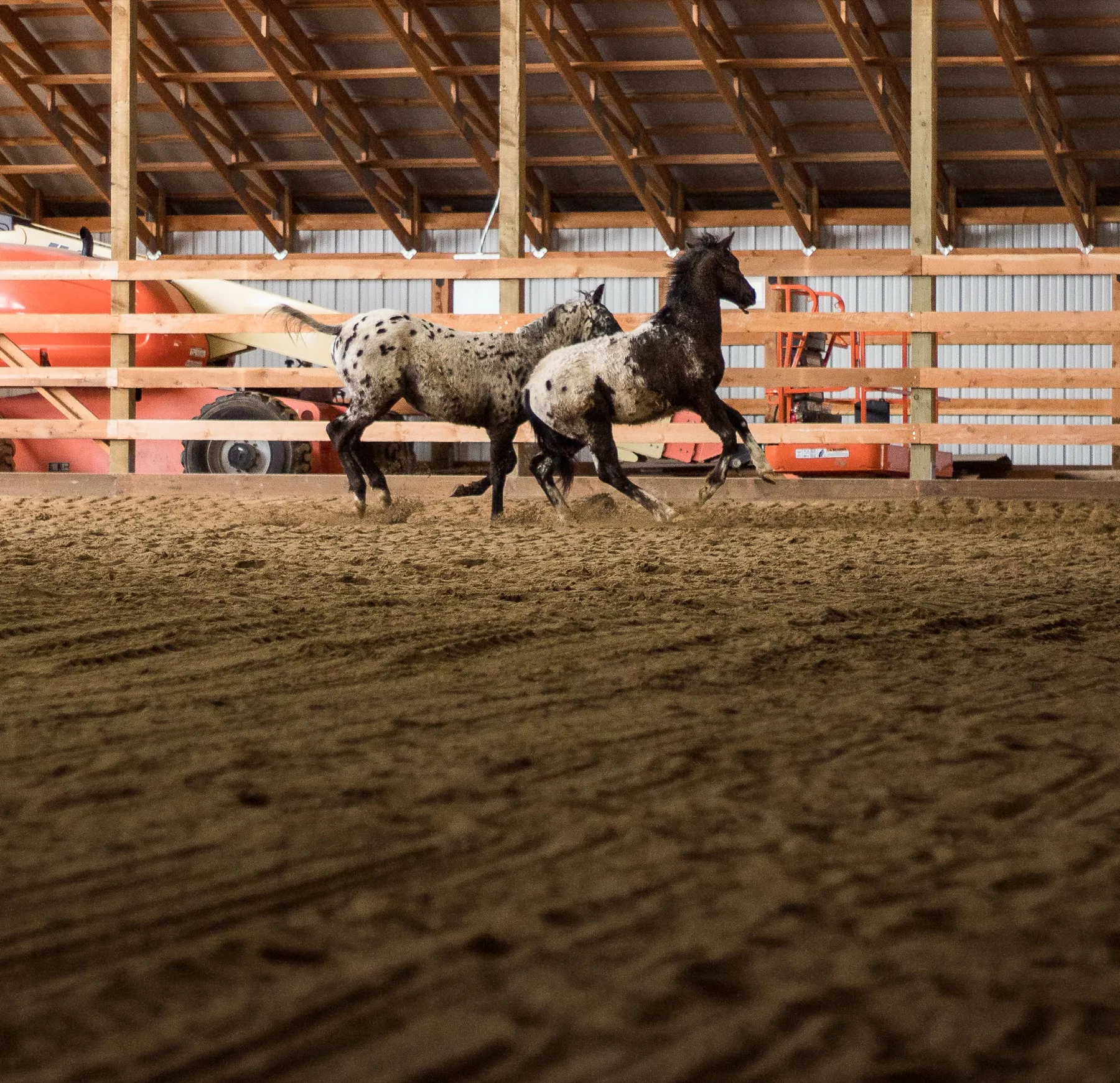 Appaloosa Colts Playing