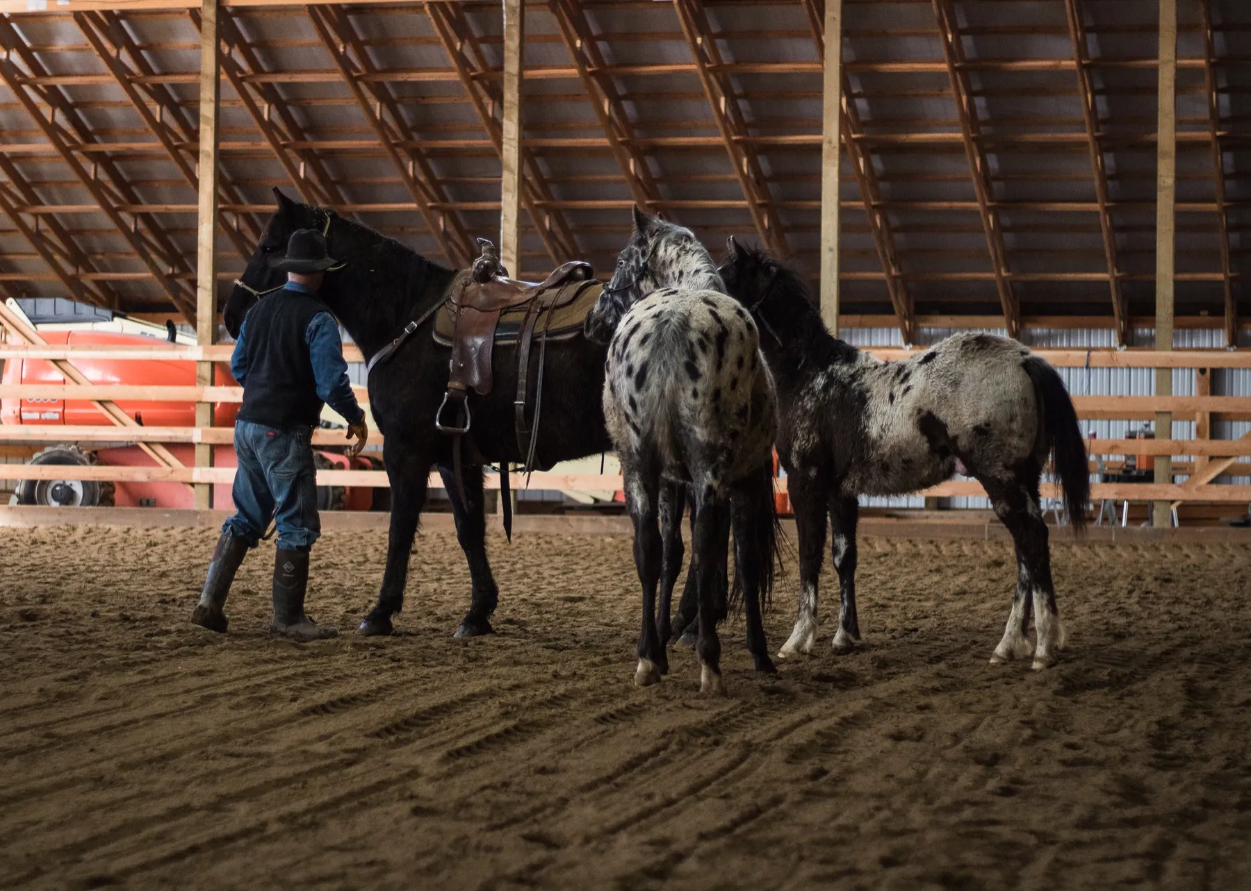 Appaloosa Colts watching Roley train
