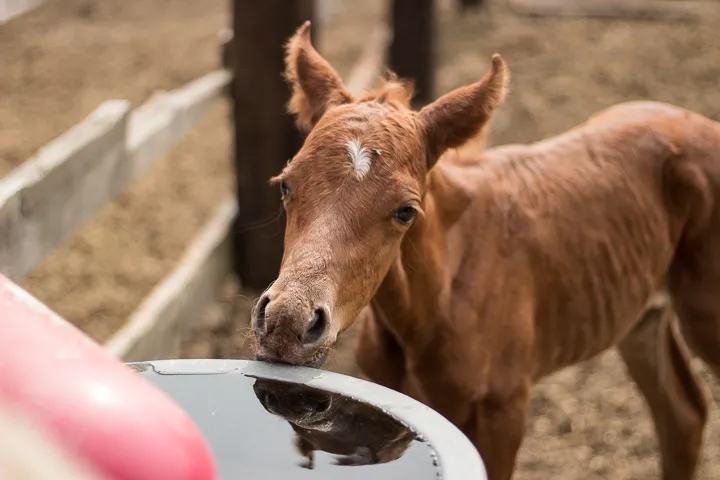 Sorrel Appaloosa Filly