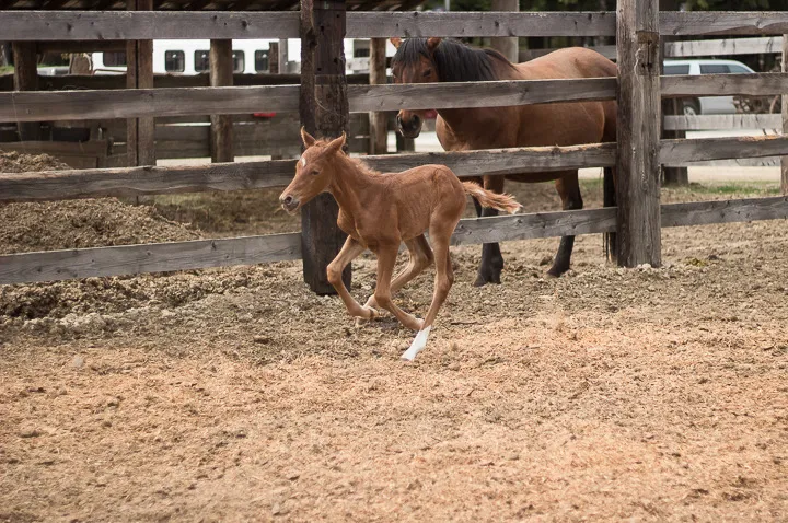 Sorrel Appaloosa Filly