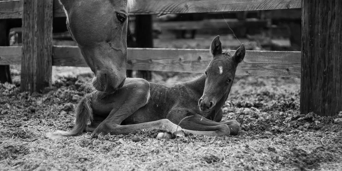 2018 Appaloosa Foals