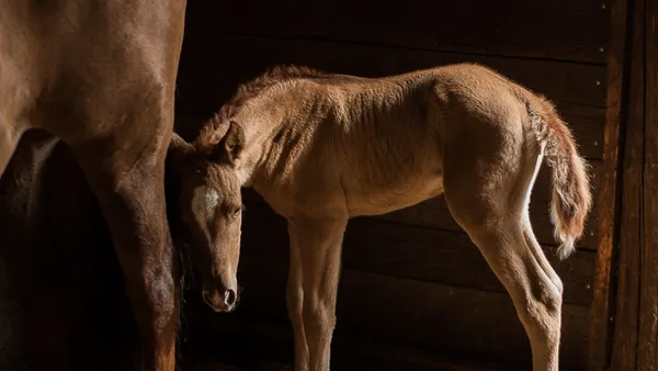 Red Dun Appaloosa Filly standing in a dark stall