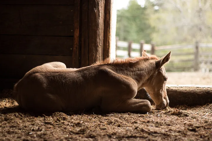 Red Dun Appaloosa Filly