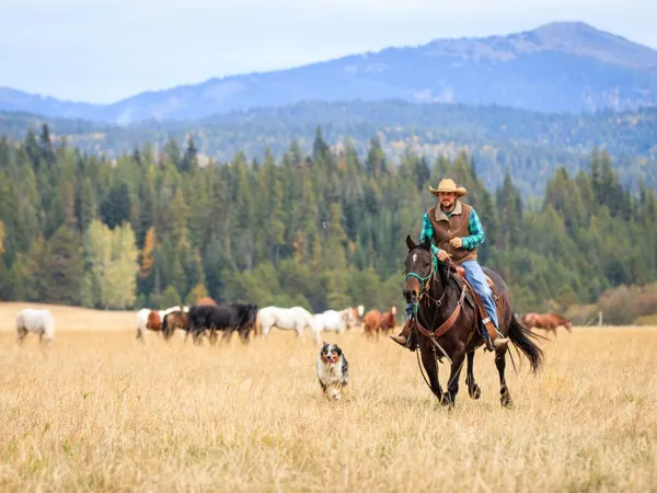 Cowboy loping a Bay Quarter Horse Gelding across a pasture with his dog next to him and horses grazing in the background