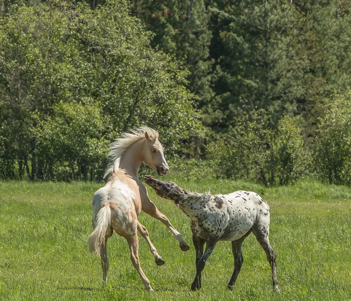 Pepper and Lucky playing on their summer pasture