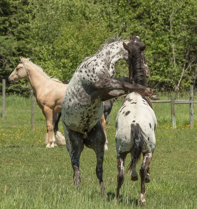 Pepper and Lucky playing on their summer pasture