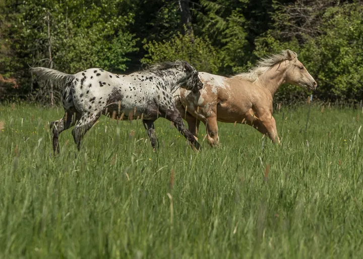 Pepper and Lucky