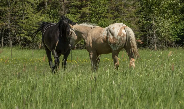 Lucky a palomino appaloosa greeting Bud a Black Shire