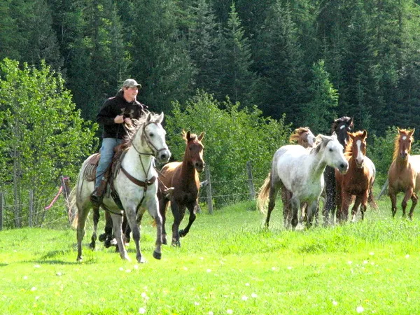 Isaac on a grey horse running the herd through a green meadow