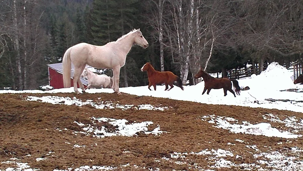Winter Horse Therapy