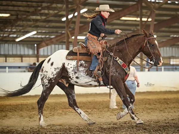 dark Appaloosa with blanket