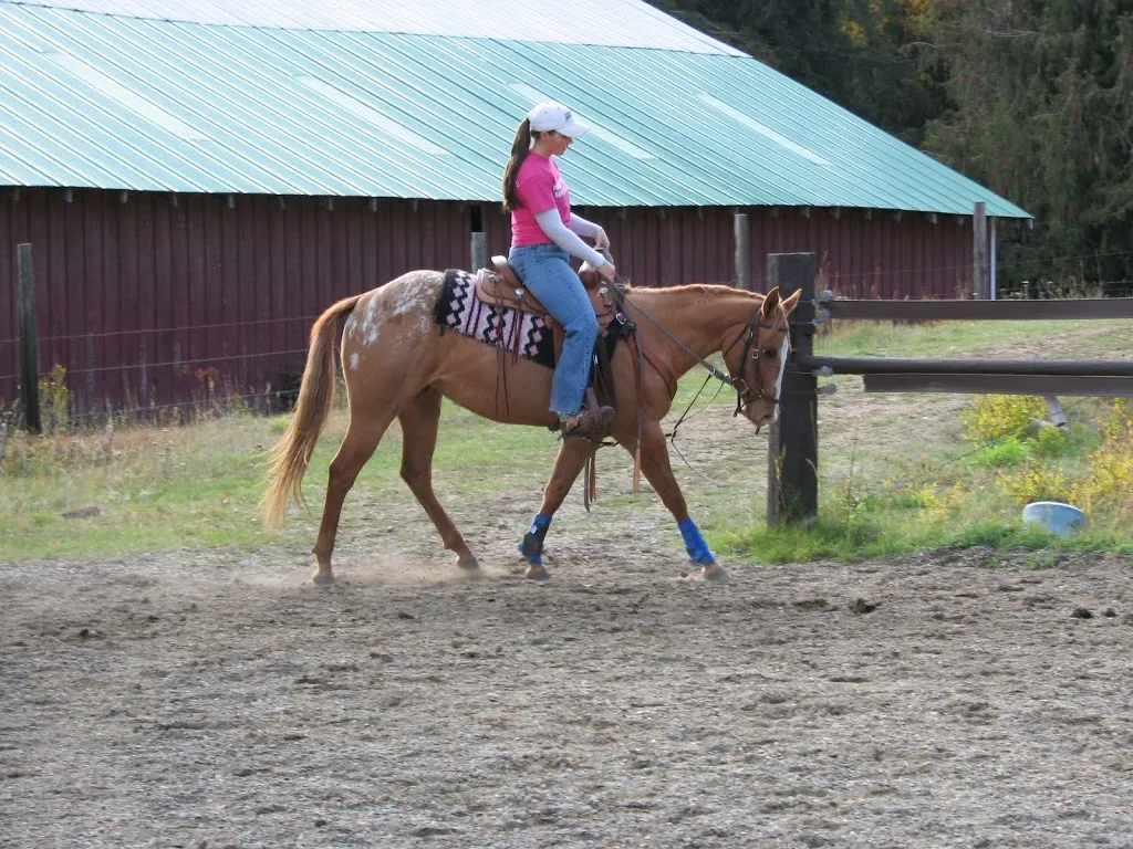 Horses for Sale at Western Pleasure Guest Ranch
