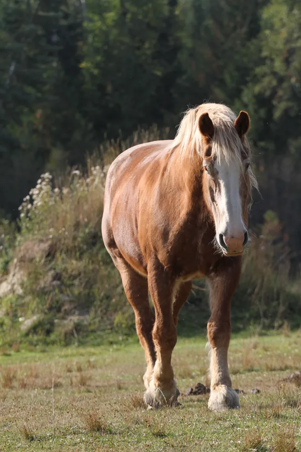 Larry, a sorrel draft horse with a flaxen mane, walking through a field