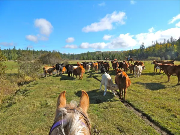 Cattle on a hillside seen between a horse's ears