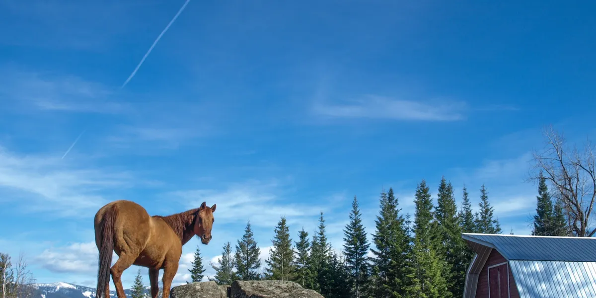 Western Pleasure Guest Ranch horse standing on a ridge above a barn with blue sky above