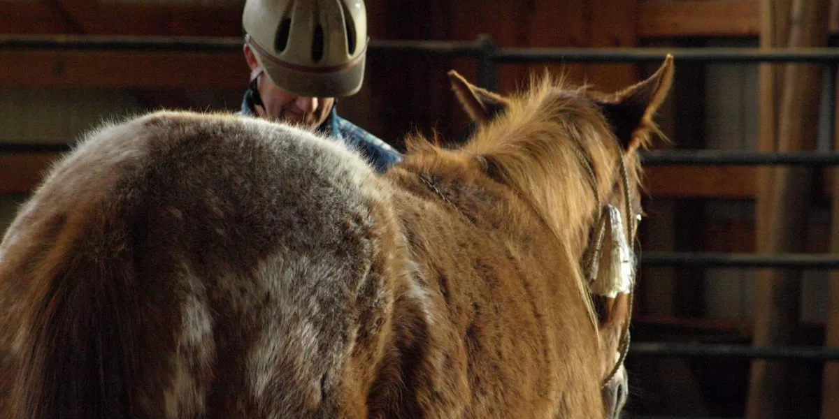Colt Starting