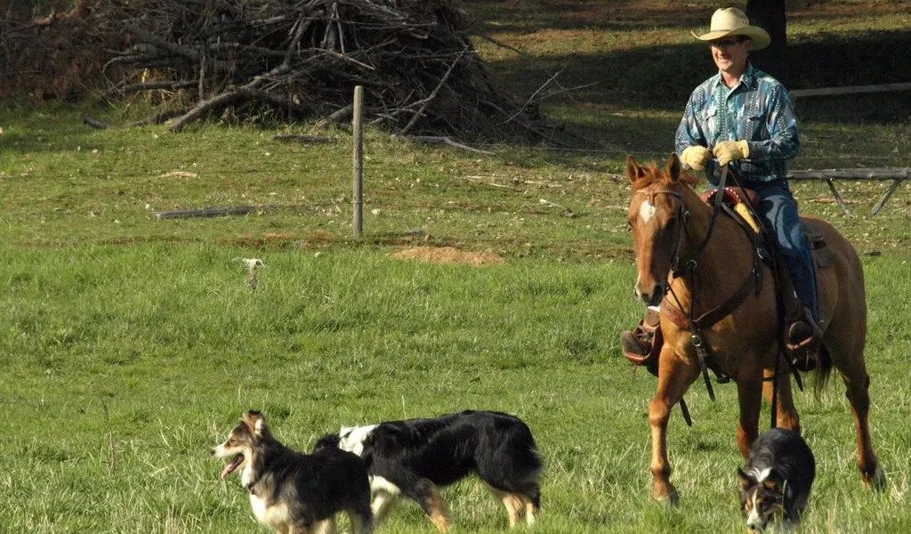 Roley riding a good ranch horse across a field with dogs following him