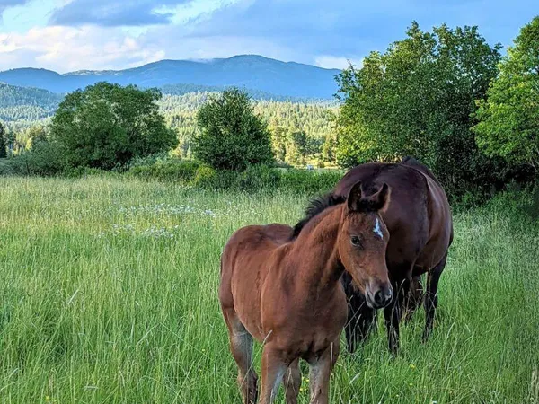 Bay filly in field