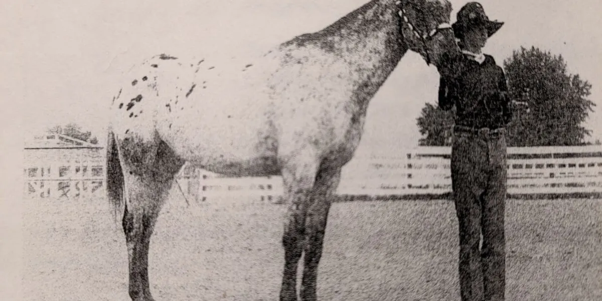 vintage photo of appaloosa horse