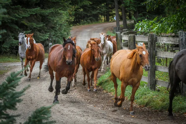 Horses running up the ranch road beside a wooden fence