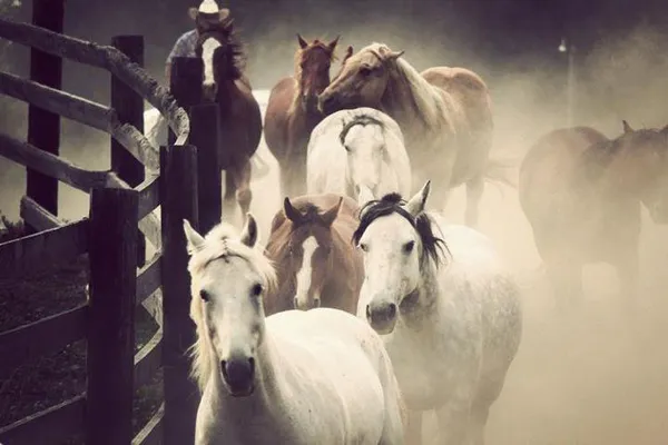 A rider moves a dusty herd of horses along a corral fence