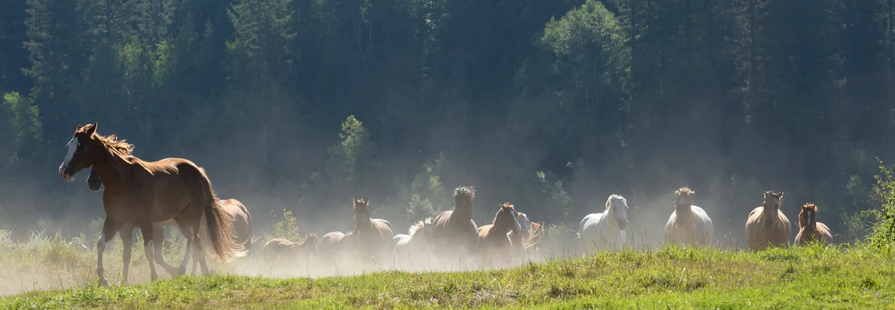horses running in a field with a cloud of dust