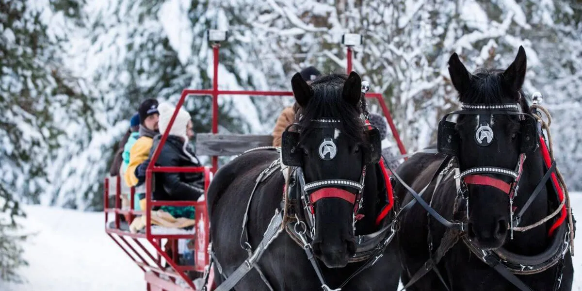 Red sleigh being pulled by two black Percheron draft horses through the snow covered forest on an Idaho sleigh ride