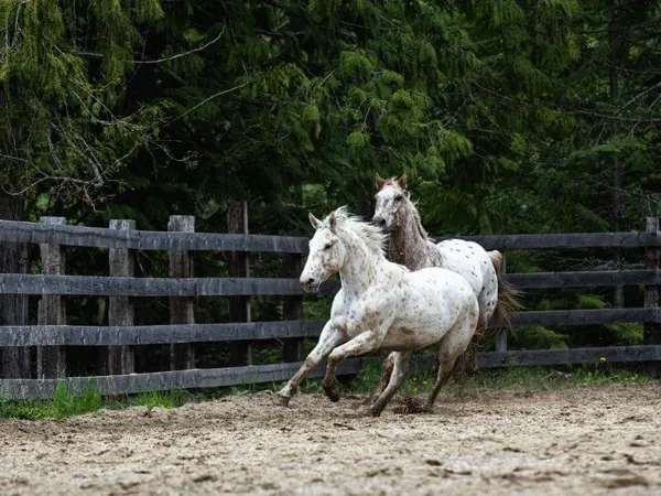 Leopard gelding running in an arena