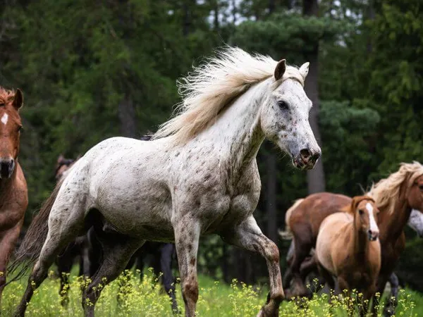 Appaloosa gelding running
