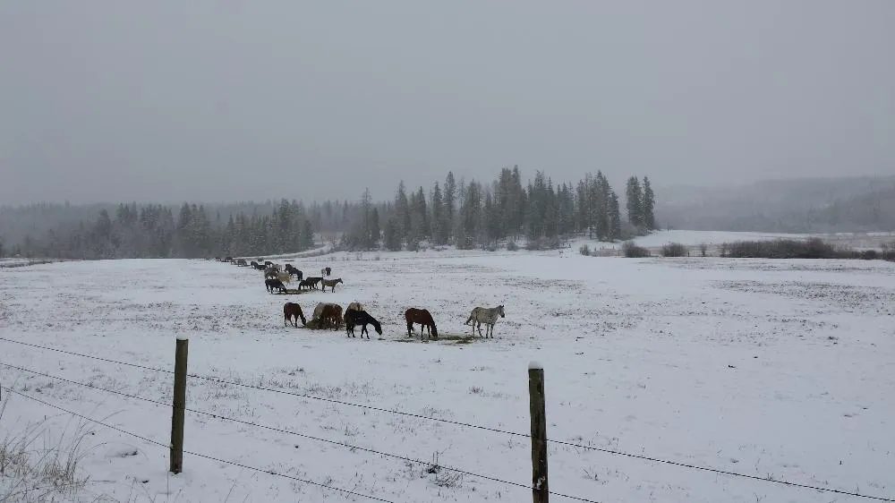 The Herd the Day Before We Brought Them In From The Field