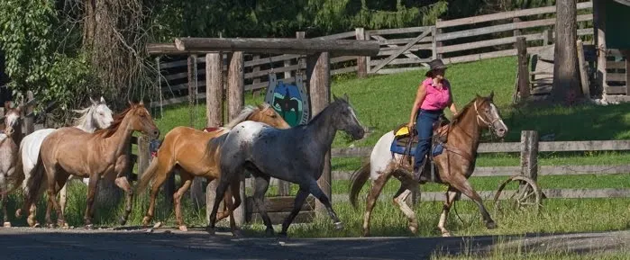The Herd
