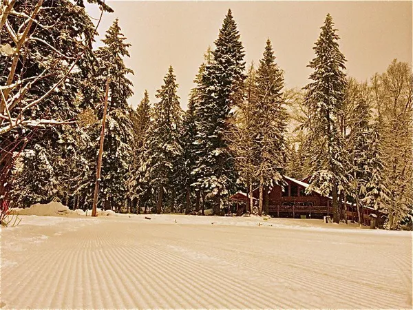Snow-covered evergreens around the lodge at dusk