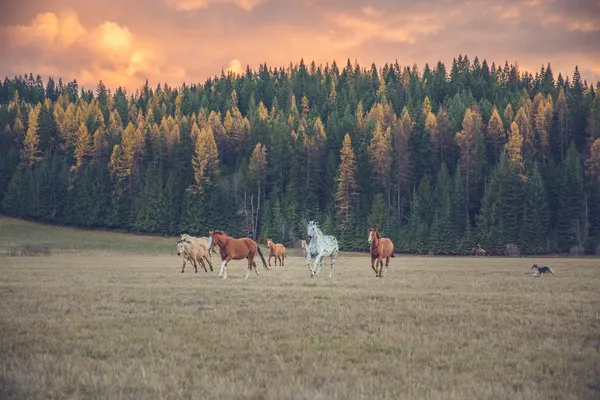 Idaho Vacation
