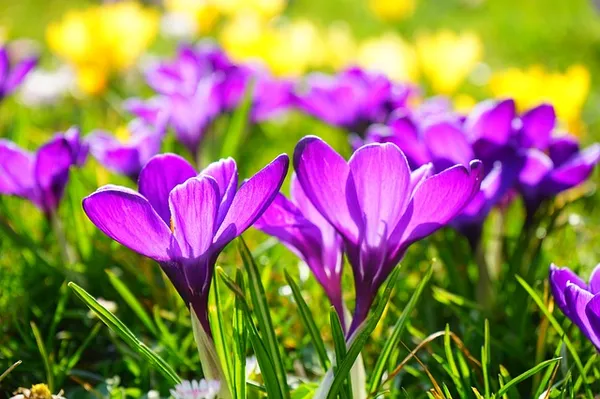 Purple spring flowers