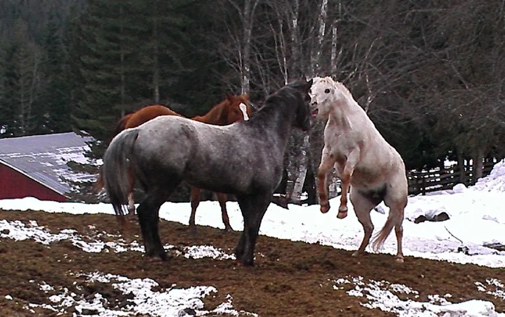 Winter Horse Therapy