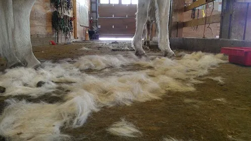 Winter Horse Therapy