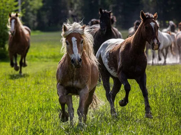 Haflinger gelding