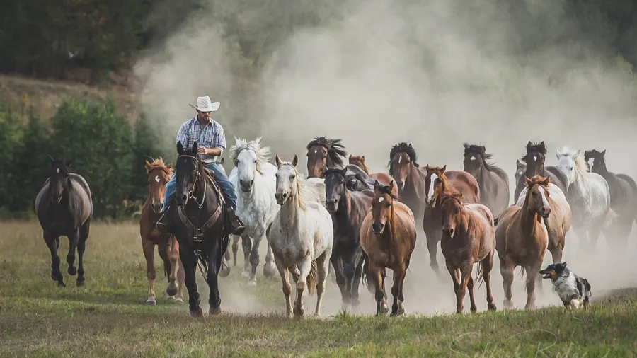 A wrangler riding ahead of the horse herd as it runs through a dusty pasture