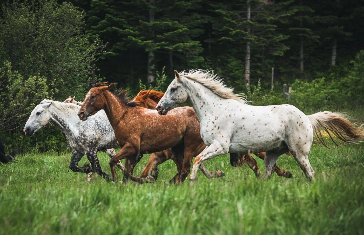 Beyond the Saddle: What Does "Life After 4 PM" Look Like at the Ranch?
