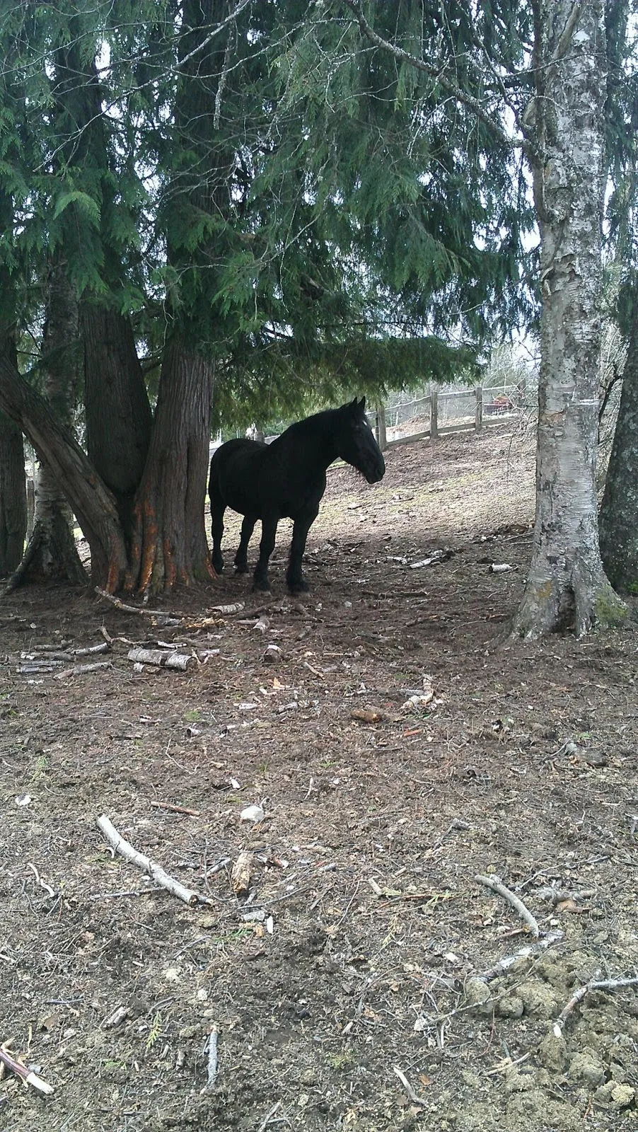 The Bigger the Horse the Bigger the Heart