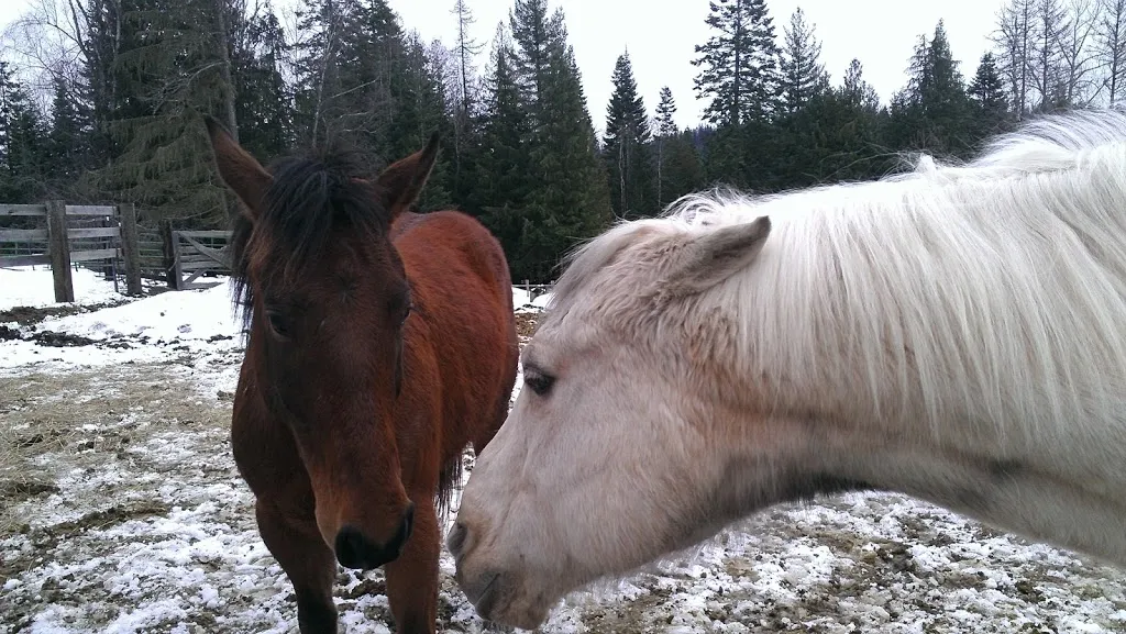 Winter Horse Therapy