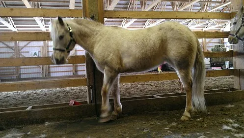 Winter Horse Therapy