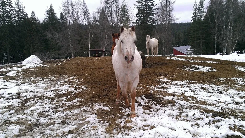Winter Horse Therapy