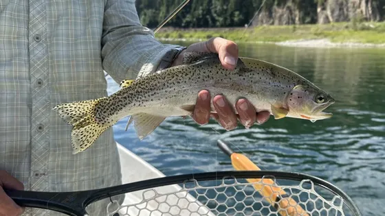 An angler in a drift boat on the Kootenai River holding a spotted trout over a landing net, with forested hills behind