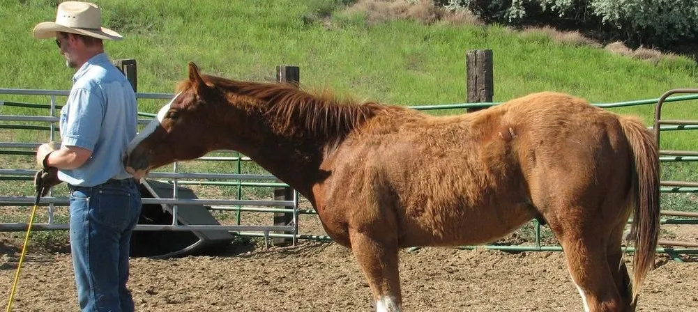 My Professor the Horse